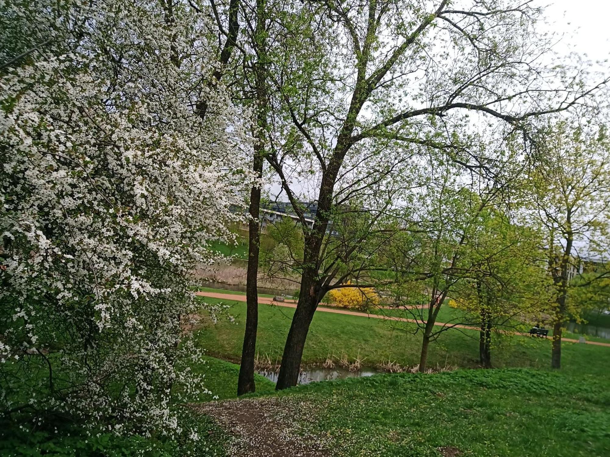 Ozo Park